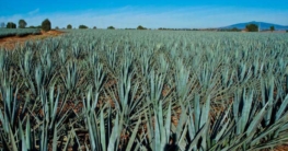 Alternative Süßungsmittel – Agavendicksaft, Sirup und Co. Agaven