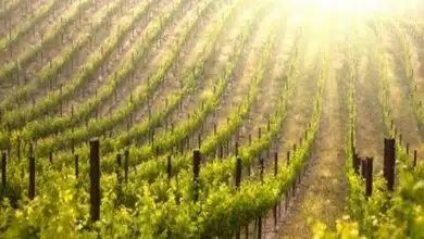 Weinanbaugebiete