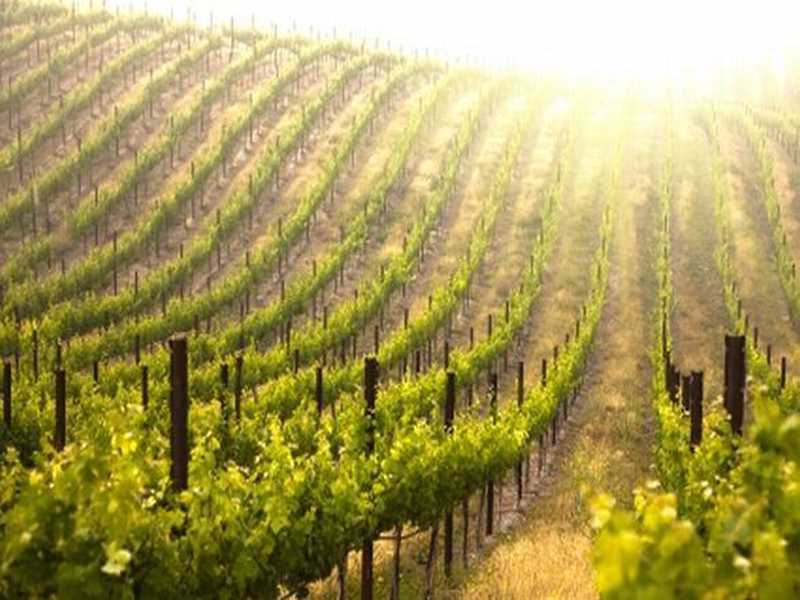 Weinanbaugebiete 
