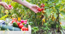 Bio, regional und saisonal – so gut kann Ernährung für die Gesundheit und das Klima sein