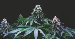 Die Blüten der Cannabispflanze eignen sich bestens zur Herstellung von CBD-Butter.
