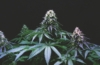 Die Blüten der Cannabispflanze eignen sich bestens zur Herstellung von CBD-Butter.