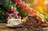 Arabica