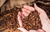 Kaffeebohnen
